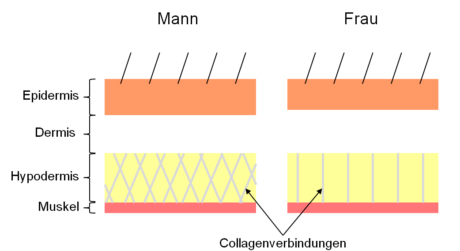 Aufbau der Haut